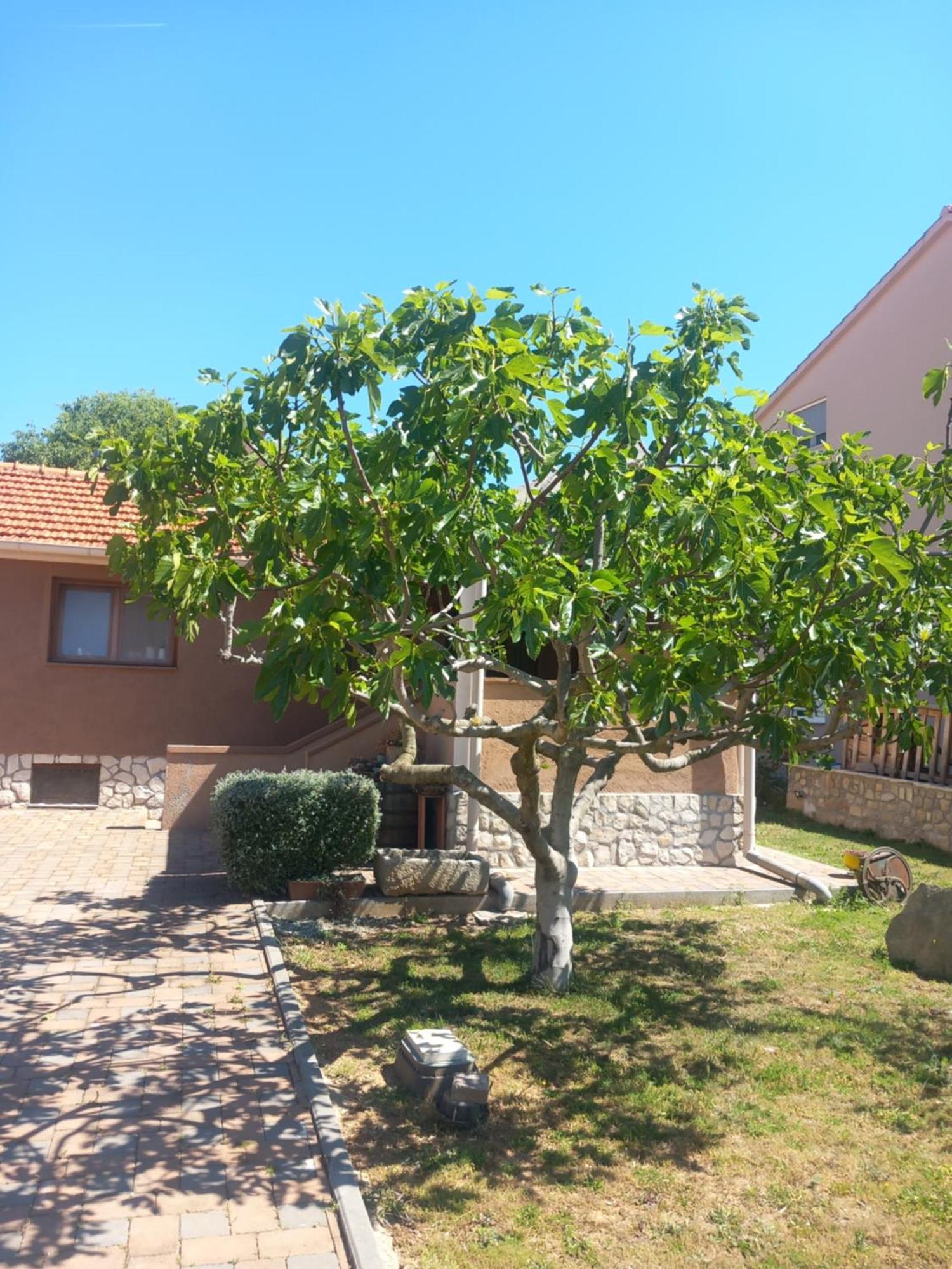 Apartmani Goga Biograd Na Moru Dış mekan fotoğraf